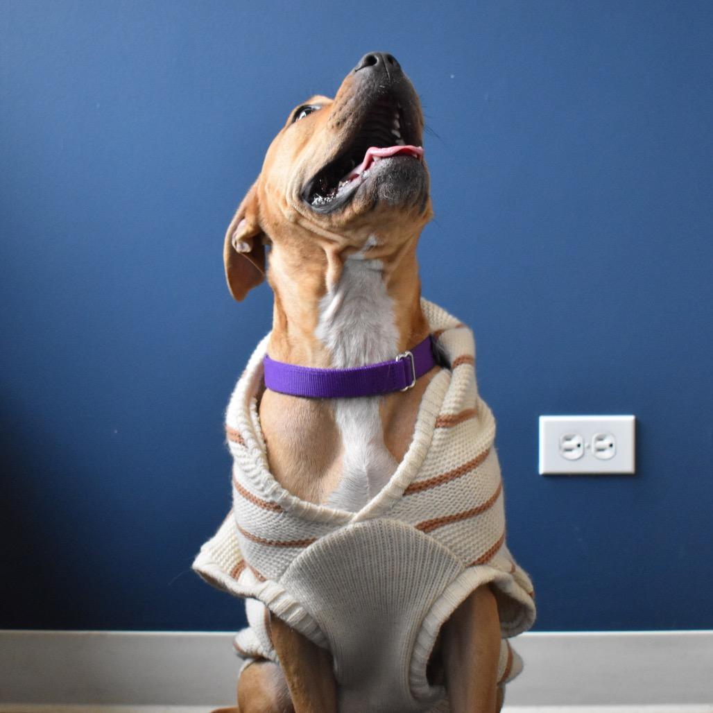 Enlarge Zelda, a Adoptable mixed breed in Chicago, IL image 2/6