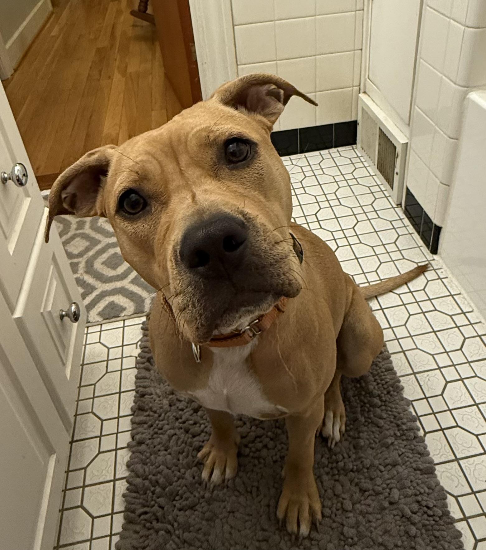 Enlarge Zelda, a Adoptable mixed breed in Chicago, IL image 4/6