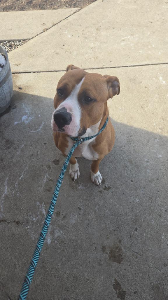 Enlarge Ranger, a Adoptable Pit Bull Terrier in Marion, OH image 1/1