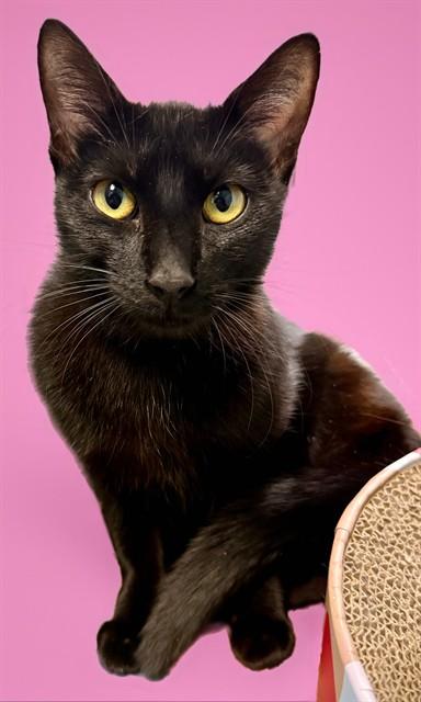BARBIE, Adoptable, Young Female Domestic Short Hair.