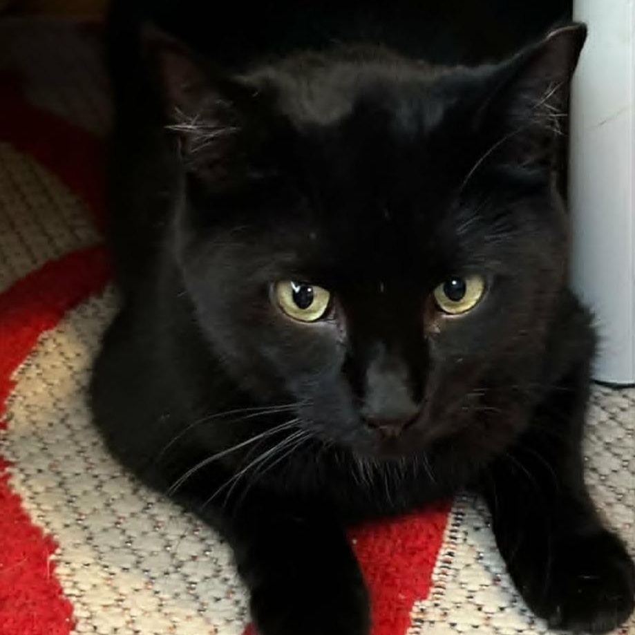 Perdue - Sweet & Playful, a ADOPTABLE Domestic Short Hair in Rochester, NY image 2/5