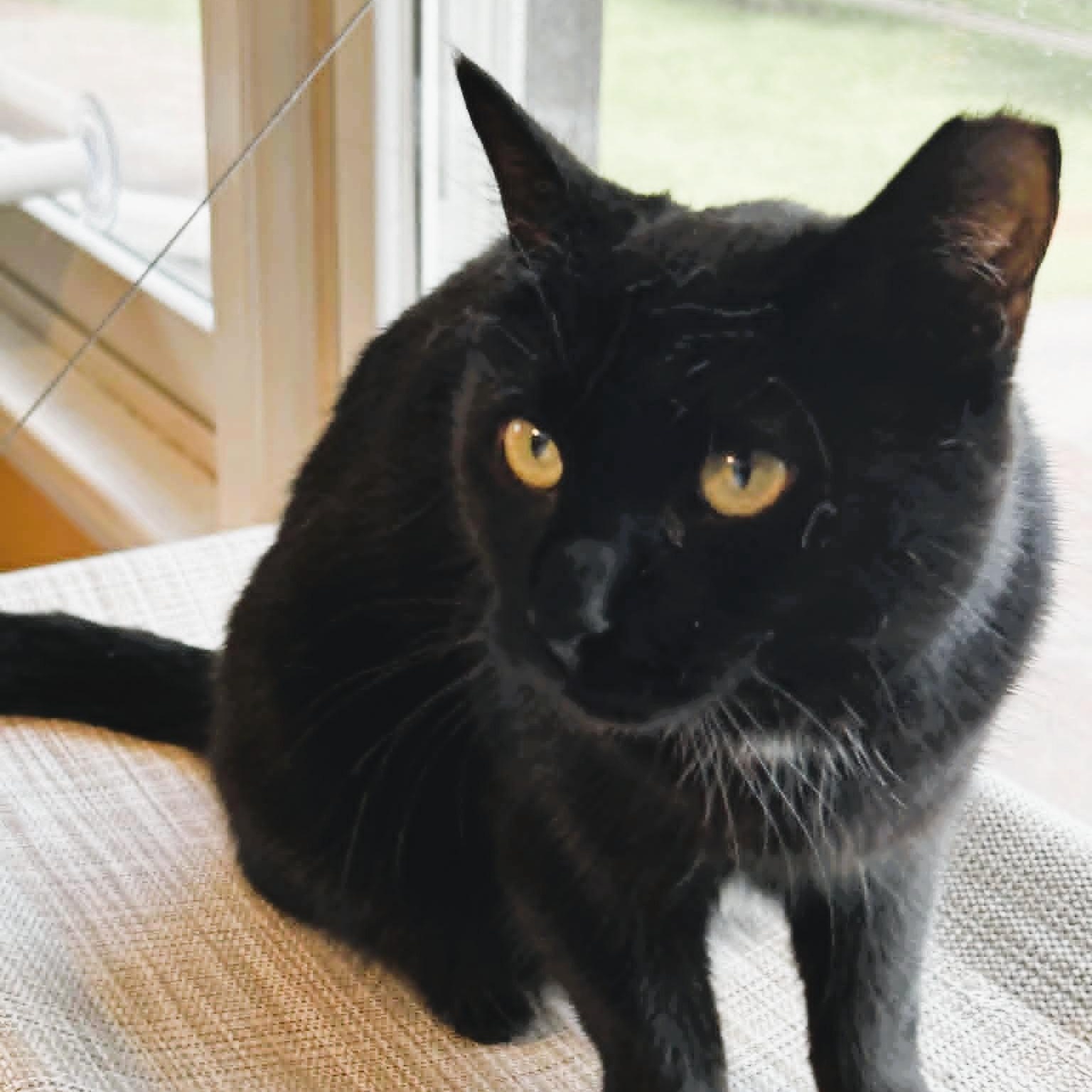 Perdue - Sweet & Playful, a ADOPTABLE Domestic Short Hair in Rochester, NY image 3/5