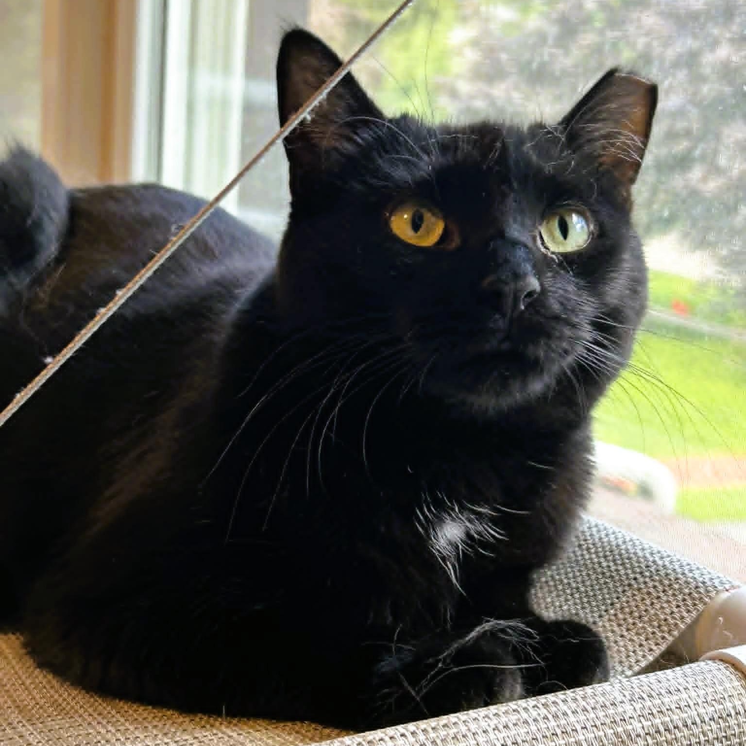 Perdue - Sweet & Playful, a ADOPTABLE Domestic Short Hair in Rochester, NY image 1/5