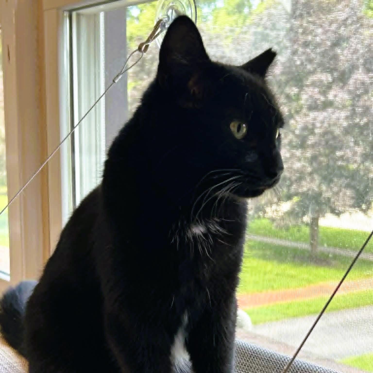 Perdue - Sweet & Playful, a ADOPTABLE Domestic Short Hair in Rochester, NY image 4/5