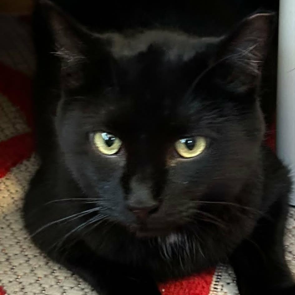 Perdue - Sweet & Playful, a ADOPTABLE Domestic Short Hair in Rochester, NY image 5/5