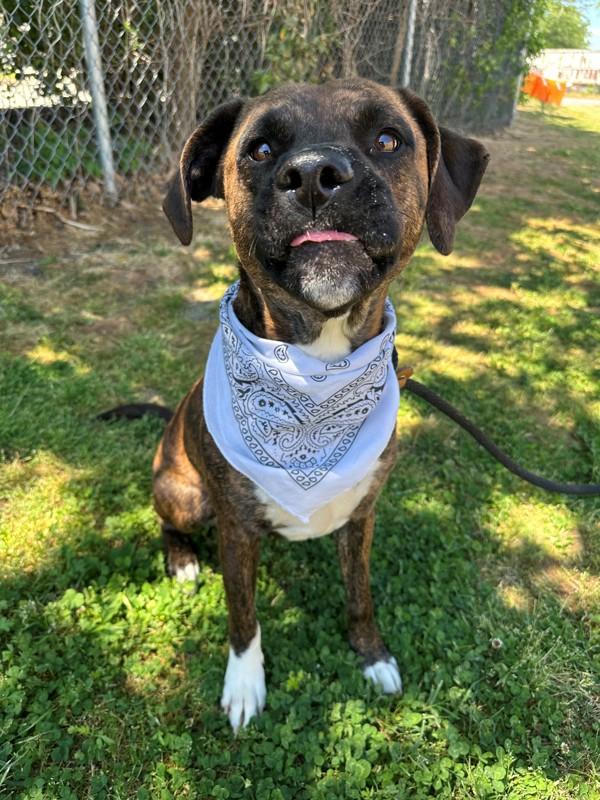 Jinkies, Adoptable, Adult Female Pit Bull Terrier & Hound.