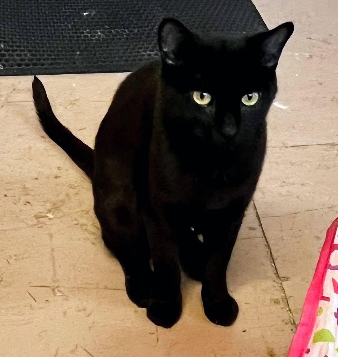 Enlarge Brandy, a Adoptable Domestic Short Hair in Leavenworth, KS image 2/2