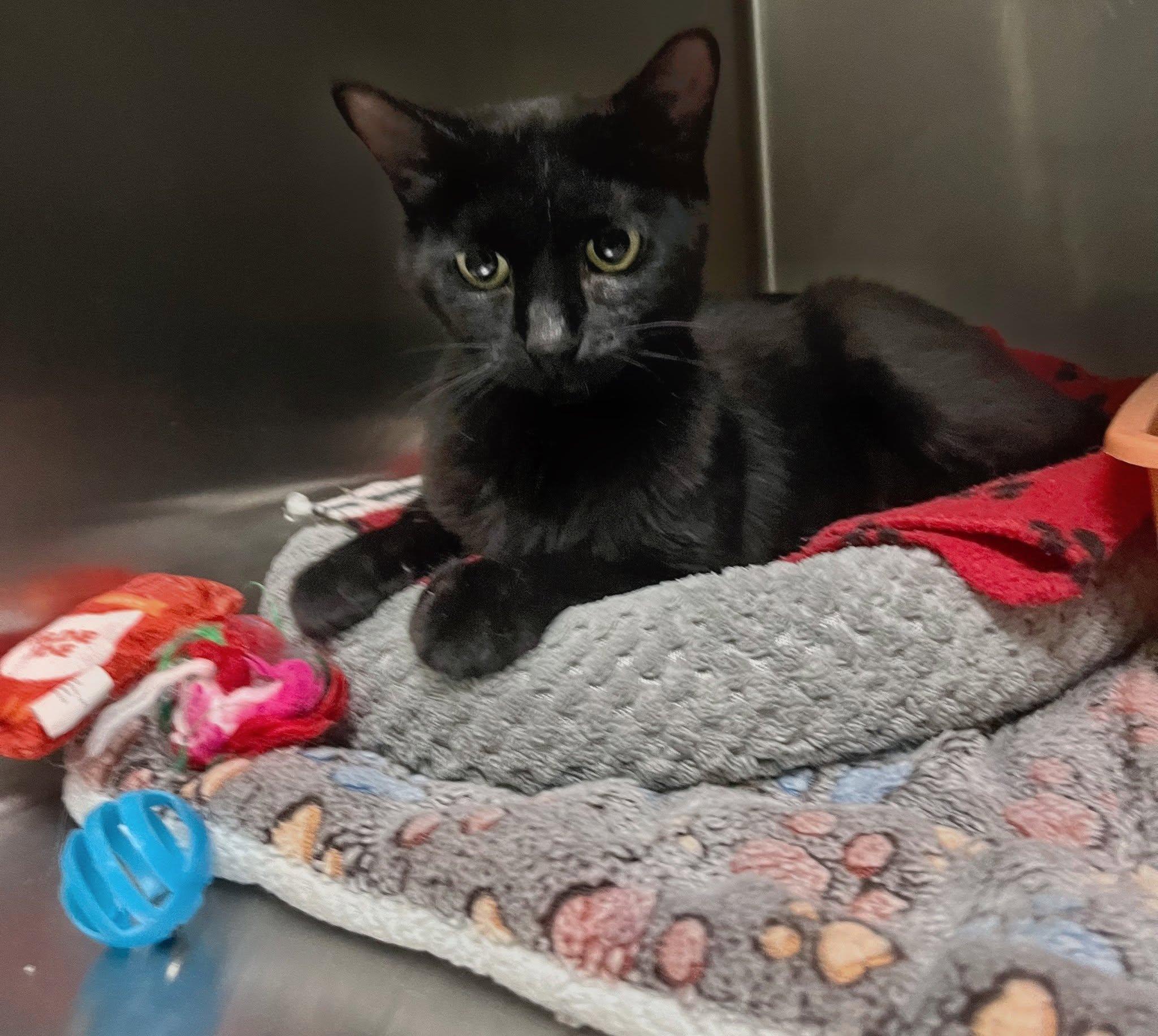 Brandy, Adoptable, Young Female Domestic Short Hair.