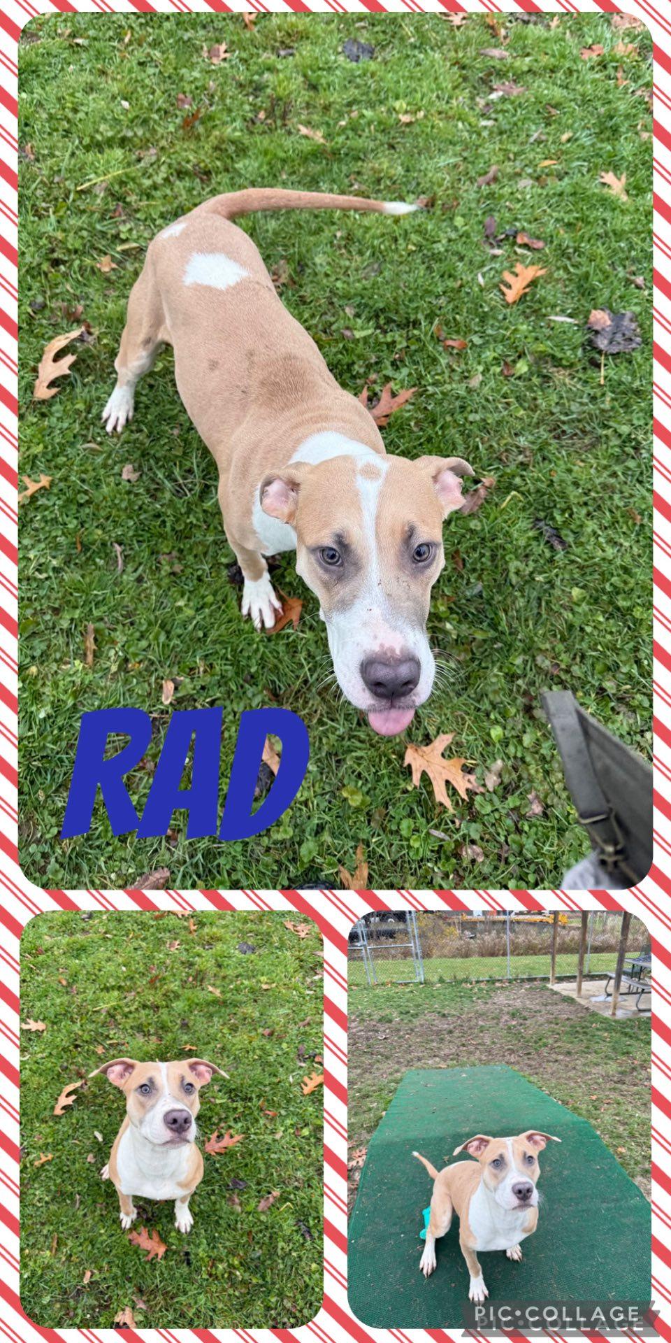 Rad and Stripe!, an adopted Pit Bull Terrier in Binghamton, NY image 2/2