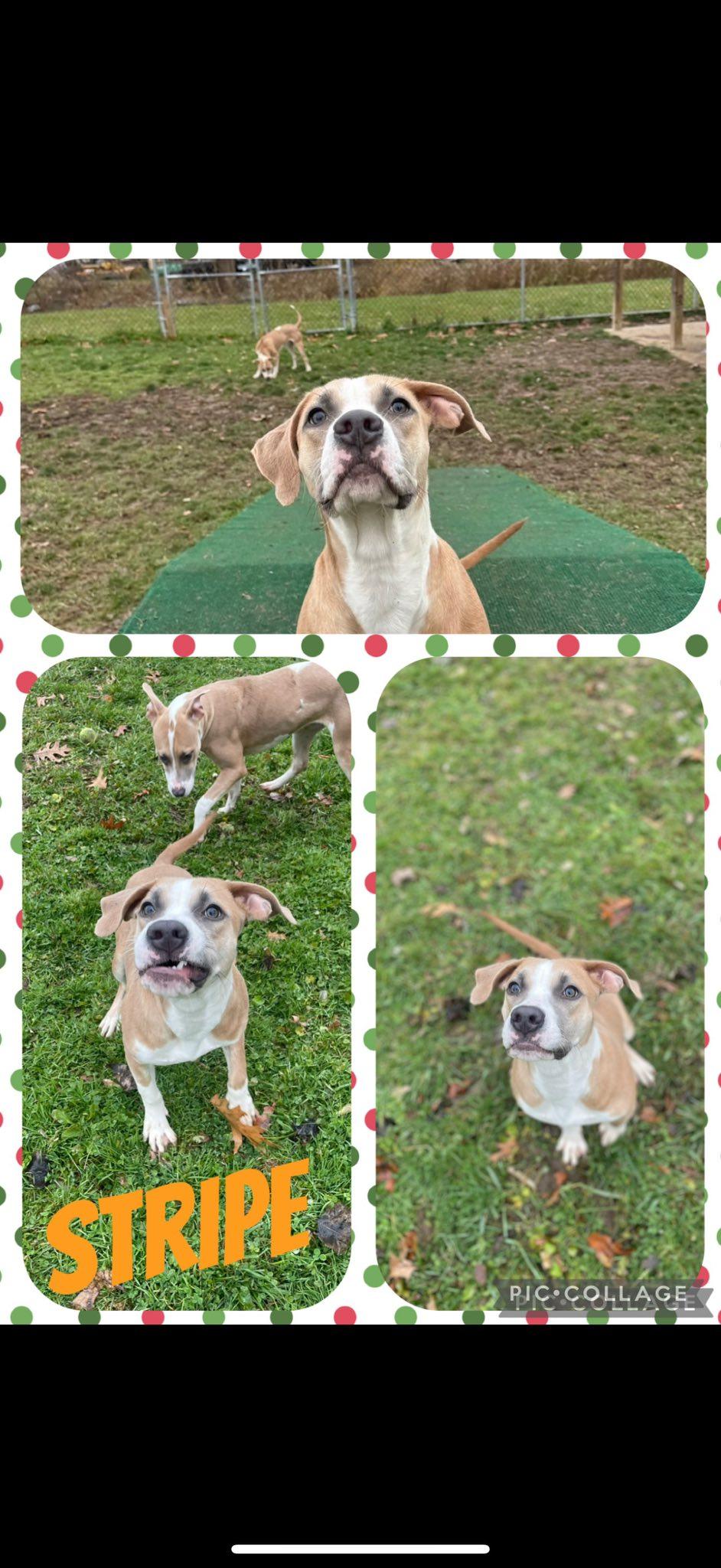 Rad and Stripe!, adopted, Young Male Pit Bull Terrier.