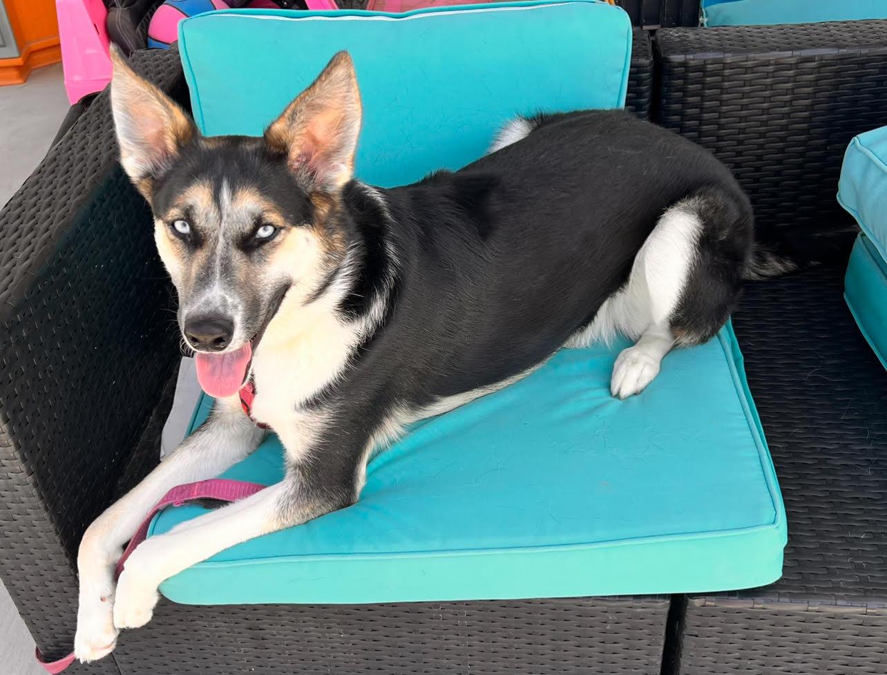 Luna, Young Female German Shepherd Dog