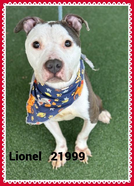 Enlarge LIONEL, a Adoptable mixed breed in Marietta, GA image 1/6