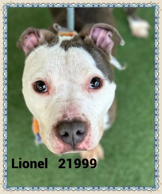 Enlarge LIONEL, a Adoptable mixed breed in Marietta, GA image 4/6