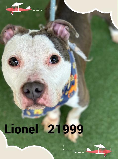 Enlarge LIONEL, a Adoptable mixed breed in Marietta, GA image 2/6