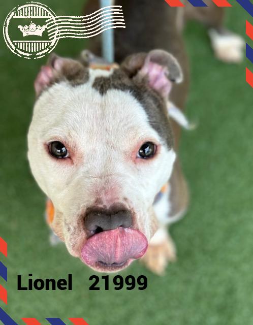 Enlarge LIONEL, a Adoptable mixed breed in Marietta, GA image 3/6