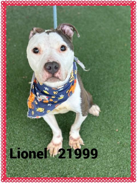 Enlarge LIONEL, a Adoptable mixed breed in Marietta, GA image 6/6