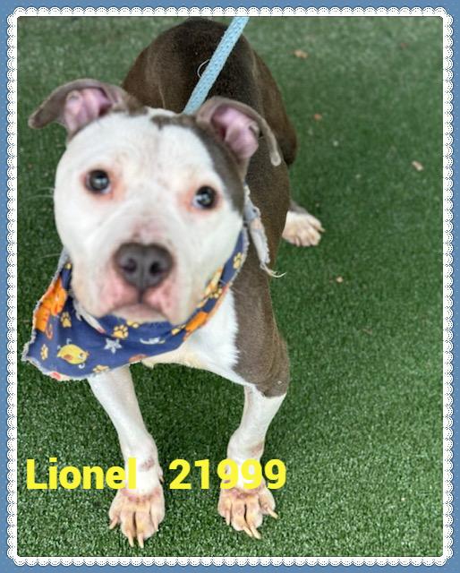 Enlarge LIONEL, a Adoptable mixed breed in Marietta, GA image 5/6