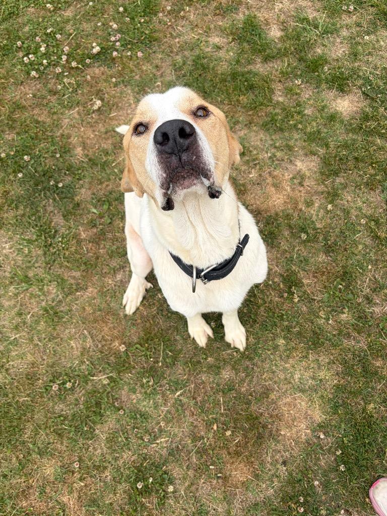 Enlarge Winston, a Adoptable mixed breed in Gallatin, TN image 1/3