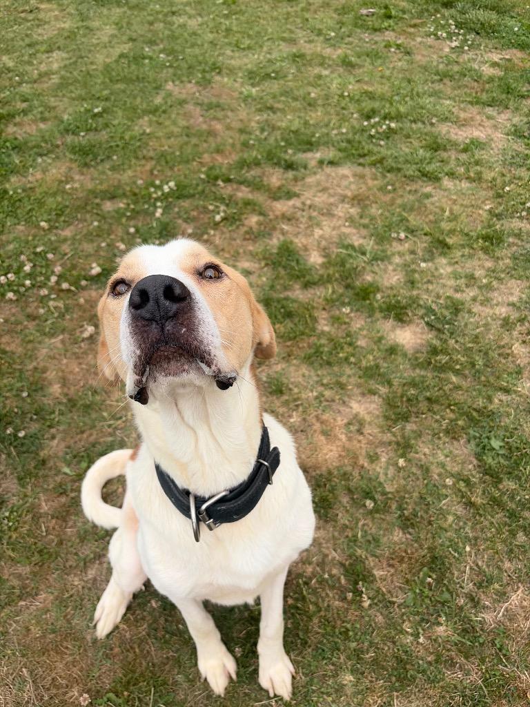 Enlarge Winston, a Adoptable mixed breed in Gallatin, TN image 2/3