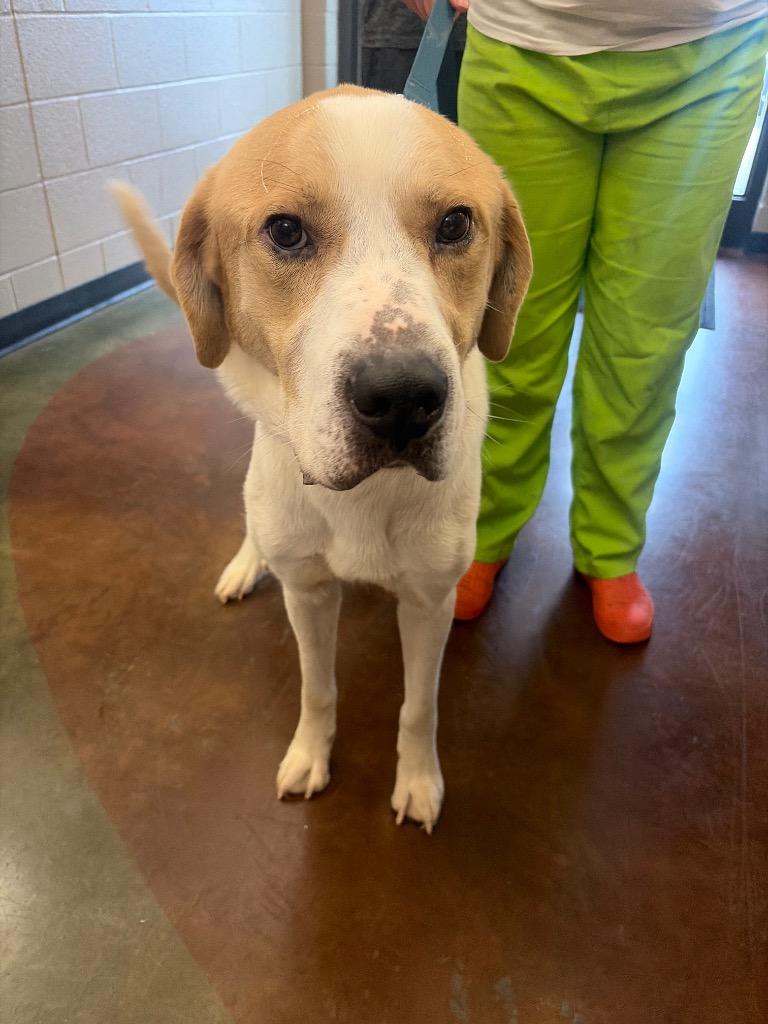 Enlarge Winston, a Adoptable mixed breed in Gallatin, TN image 3/3