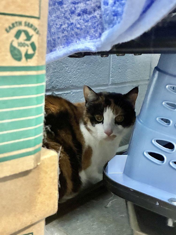 Frankie, Adoptable, Adult Female Domestic Short Hair.
