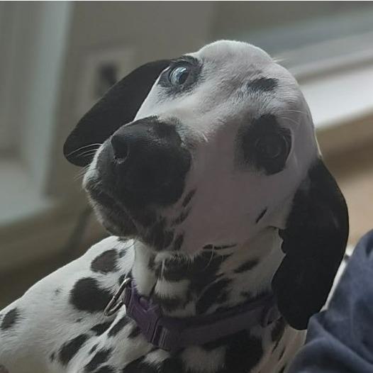 Ella, Adoptable, Adult Female Dalmatian.