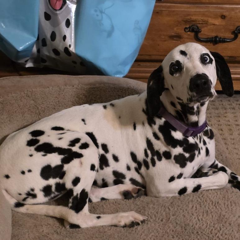 Ella, a Adoptable Dalmatian in Houston, TX image 2/4