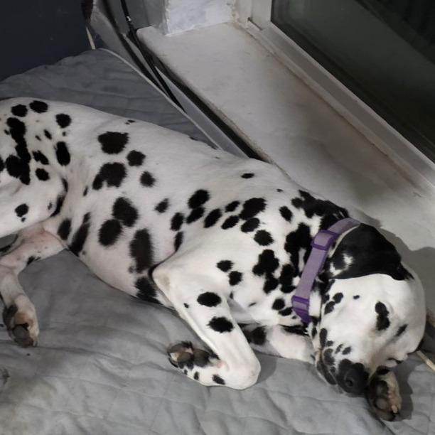 Ella, a Adoptable Dalmatian in Houston, TX image 3/4