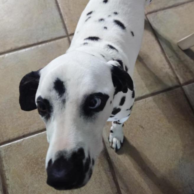Ella, a Adoptable Dalmatian in Houston, TX image 4/4