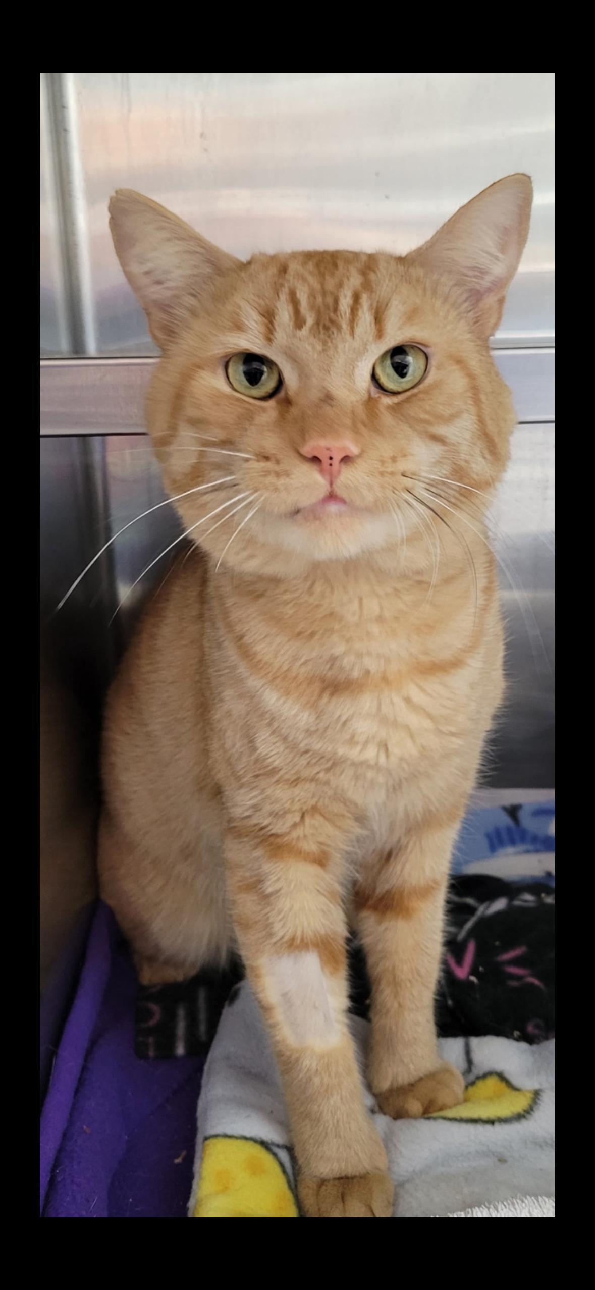 Enlarge Francis, a Adoptable Domestic Short Hair in Manchester, NH image 1/1