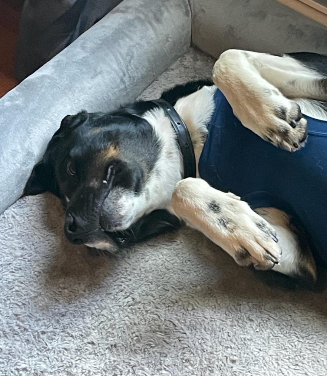 Sparkle, a Adoptable mixed breed in Union Grove, WI image 3/3