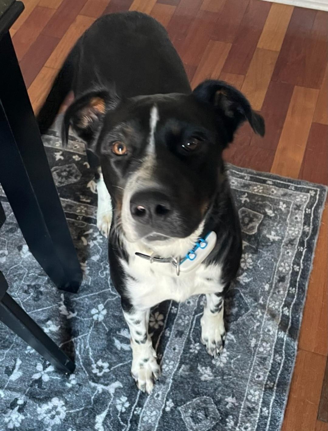 Sparkle, a Adoptable mixed breed in Union Grove, WI image 2/3