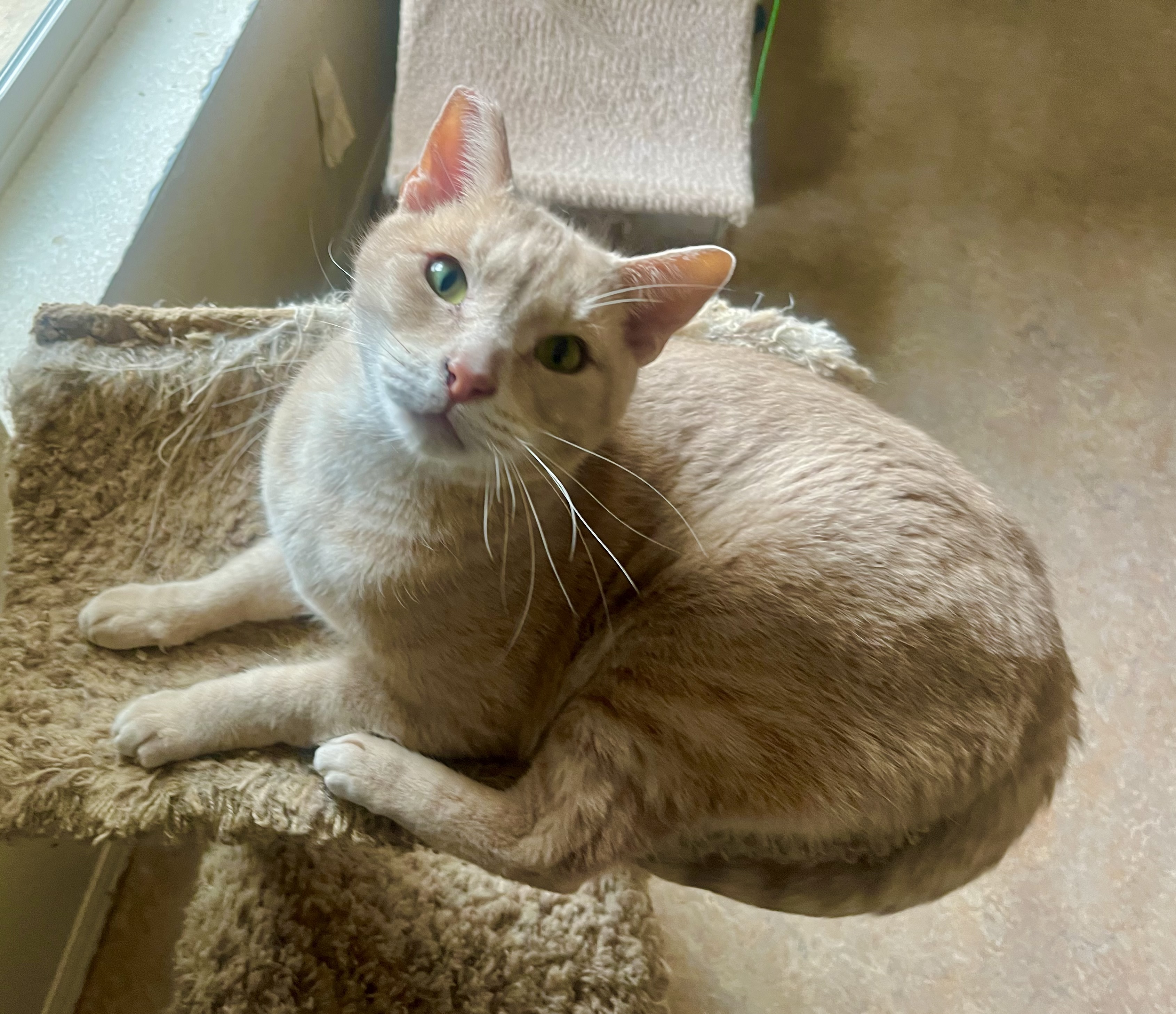 Enlarge Me-Too, a Adoptable mixed breed in Lancaster, CA image 9/12