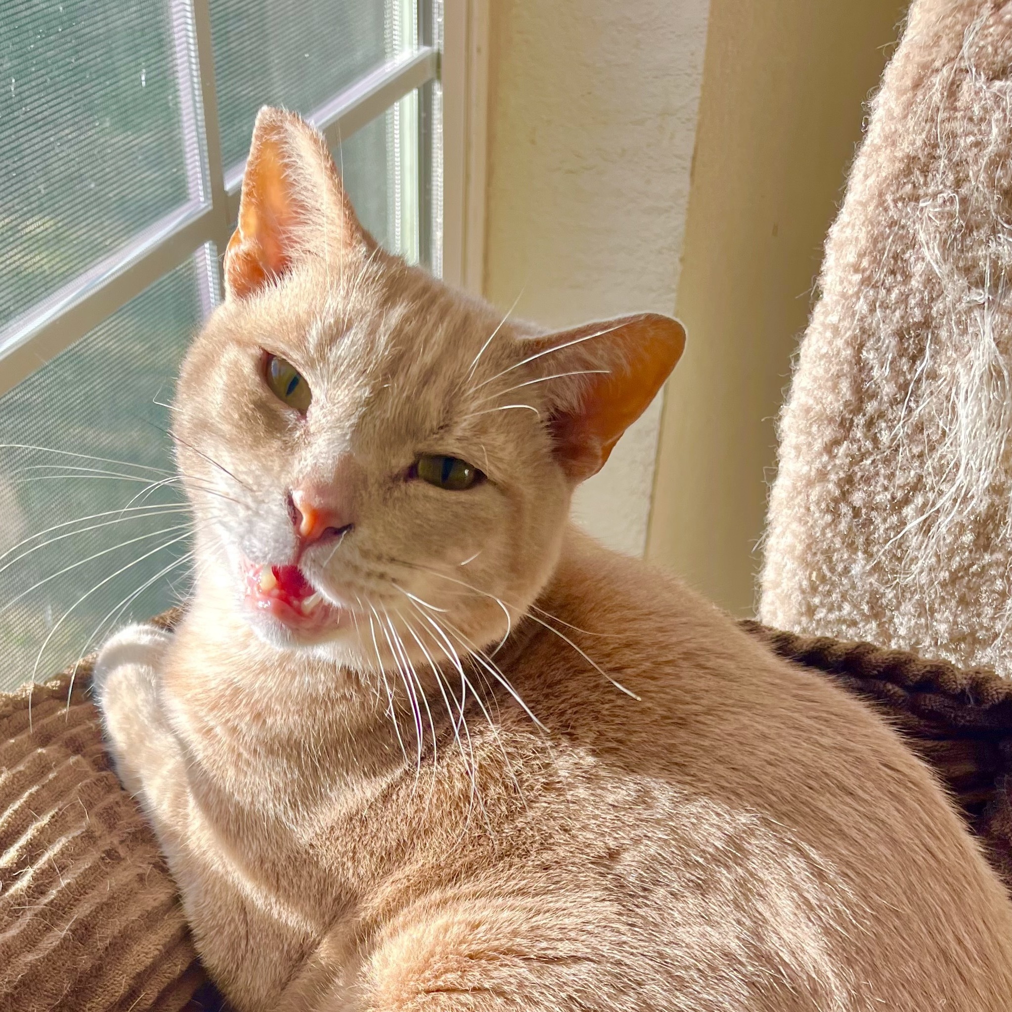 Me-Too, Adoptable, Adult Male Tabby.