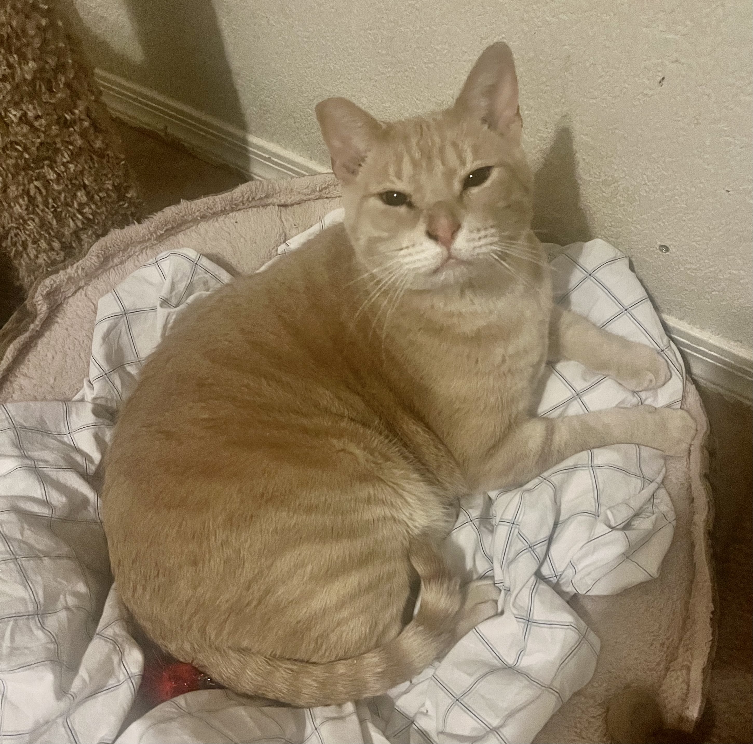 Enlarge Me-Too, a Adoptable mixed breed in Lancaster, CA image 11/12