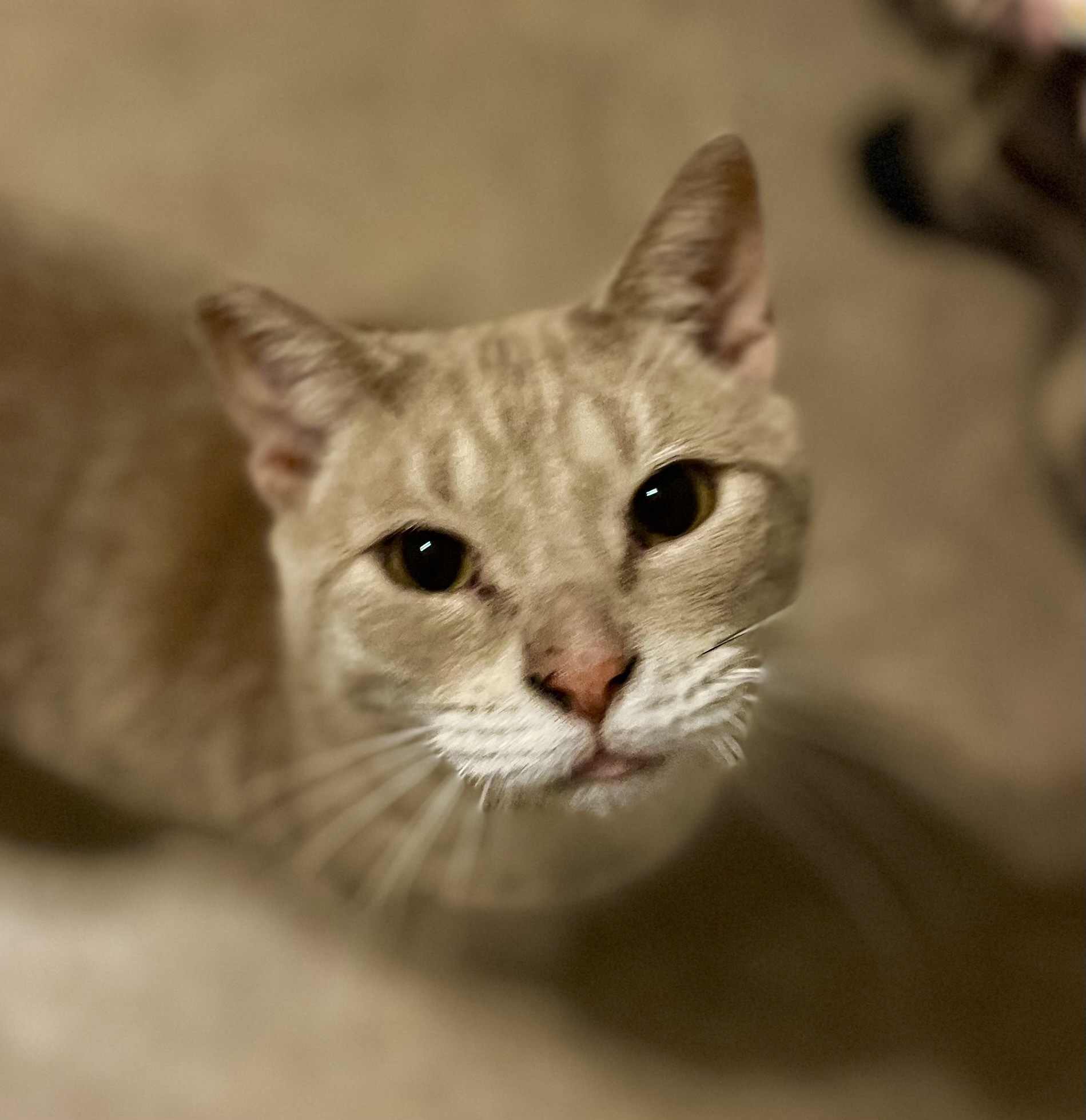 Enlarge Me-Too, a Adoptable mixed breed in Lancaster, CA image 12/12