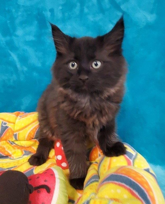 Enlarge Draco, a Adopted Domestic Long Hair in Greenville, IL image 1/1