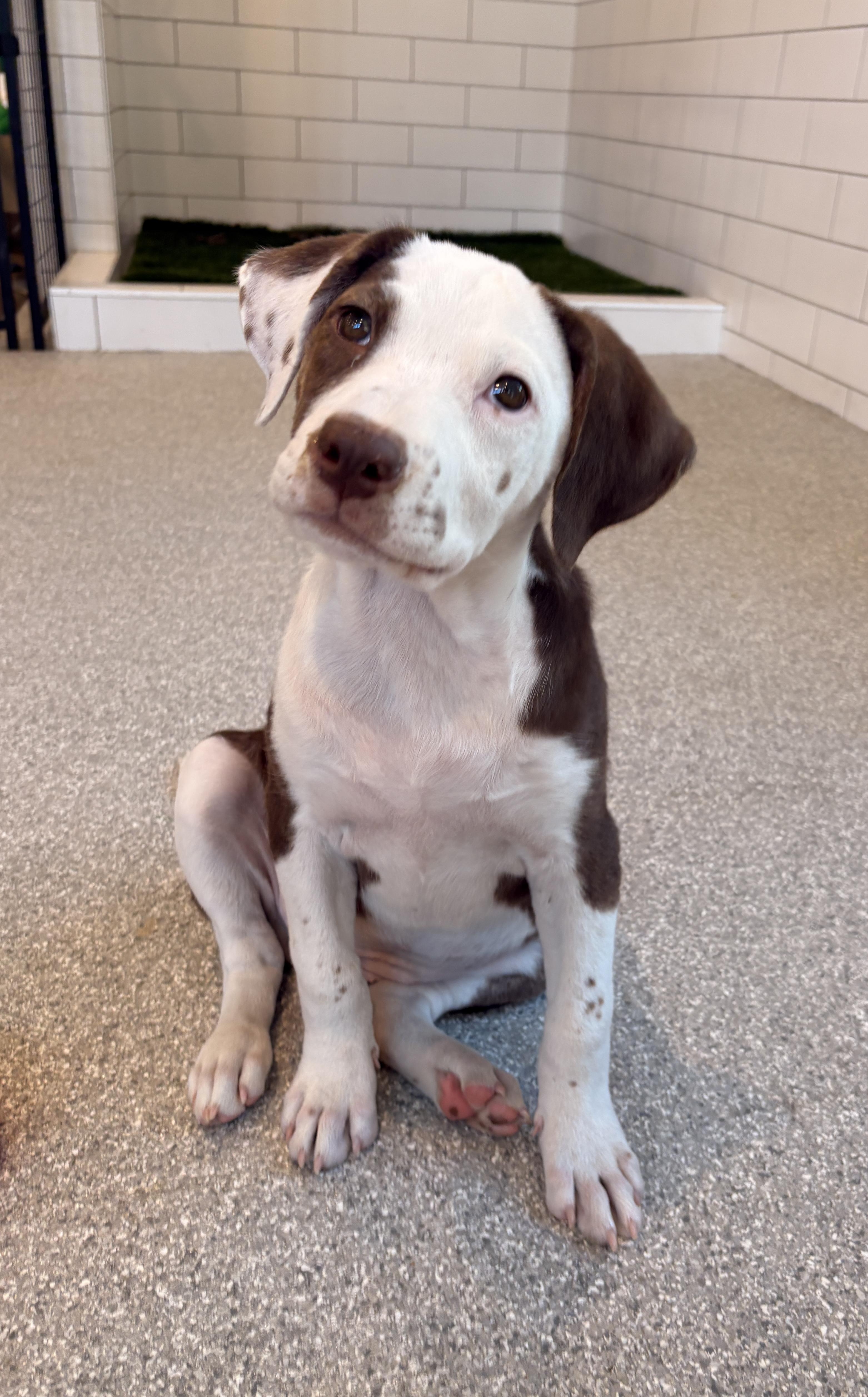 Onni, an adopted mixed breed in Minneapolis, MN image 3/6