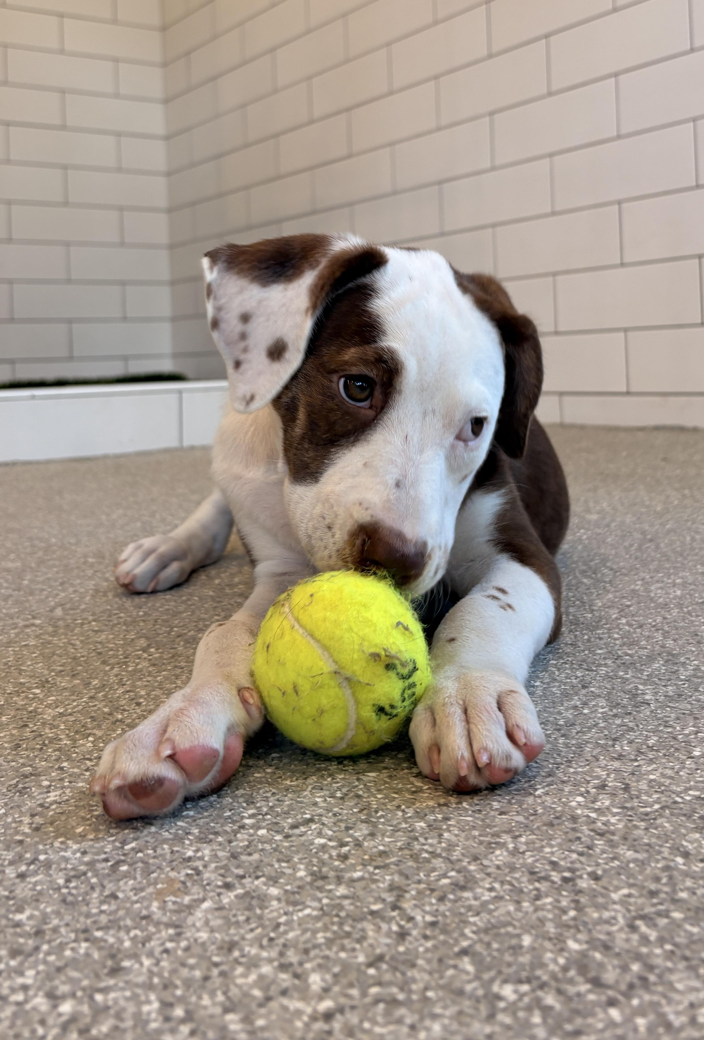 Onni, an adopted mixed breed in Minneapolis, MN image 6/6