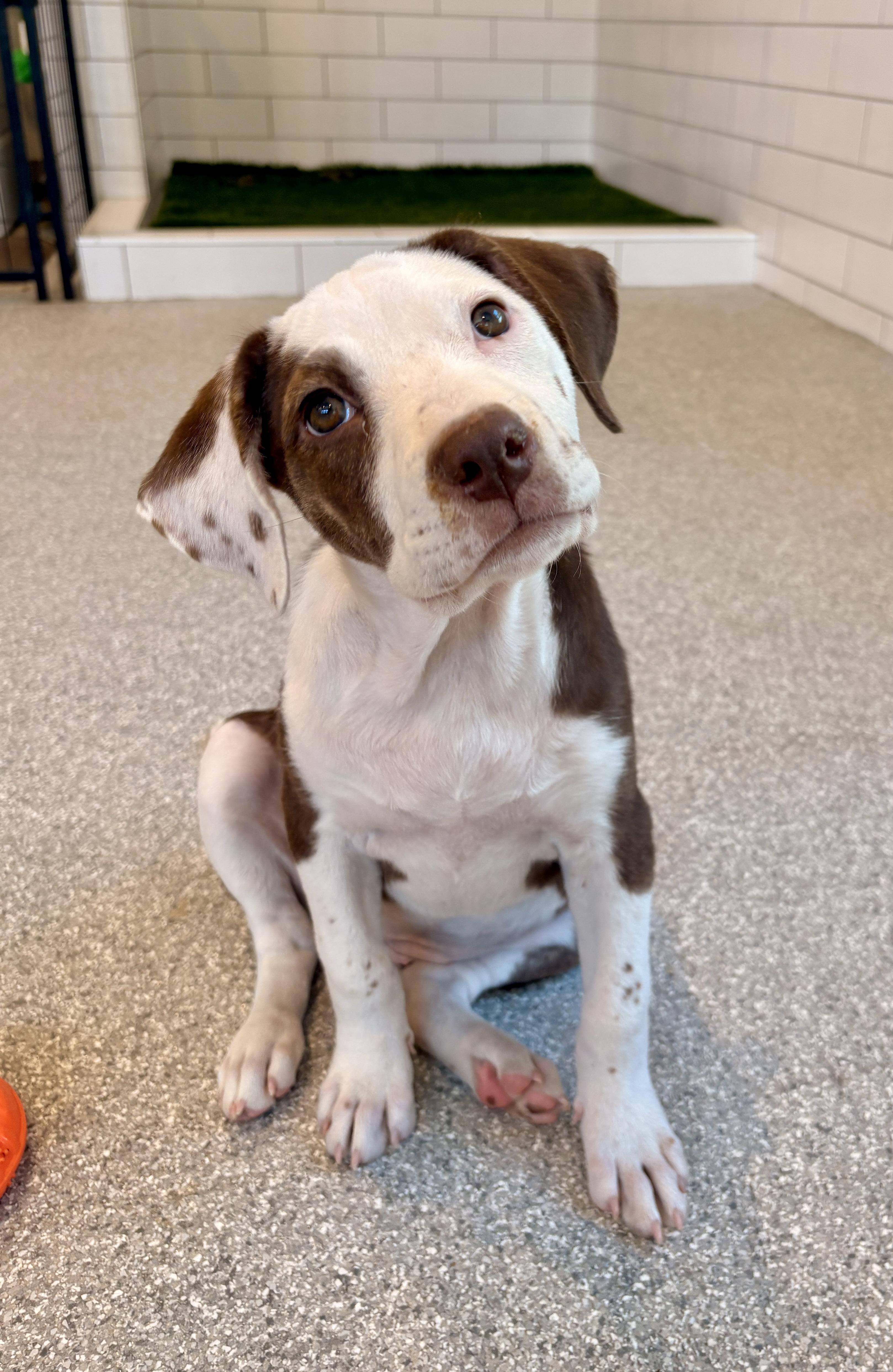 Onni, an adopted mixed breed in Minneapolis, MN image 5/6