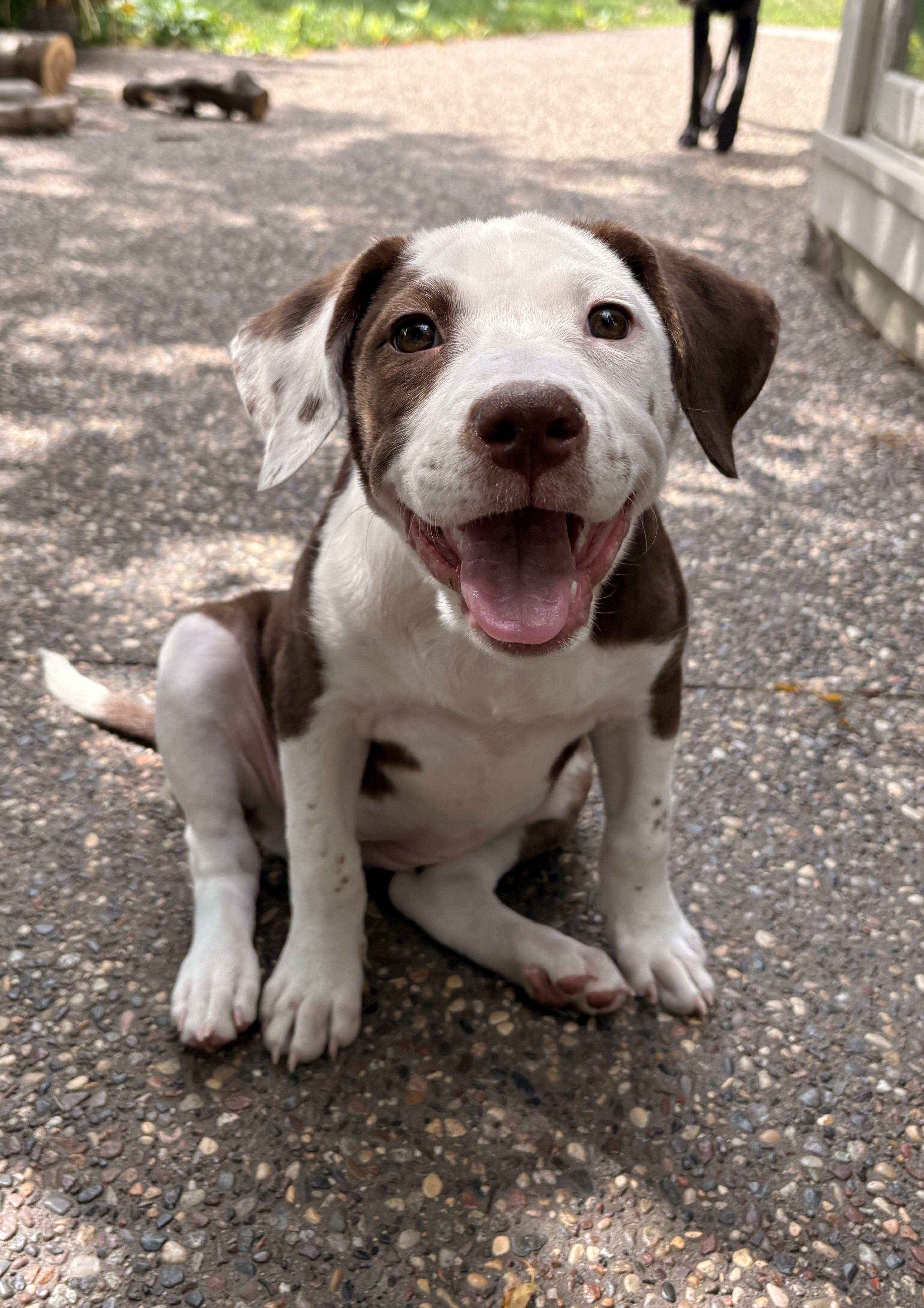 Onni, an adopted mixed breed in Minneapolis, MN image 4/6