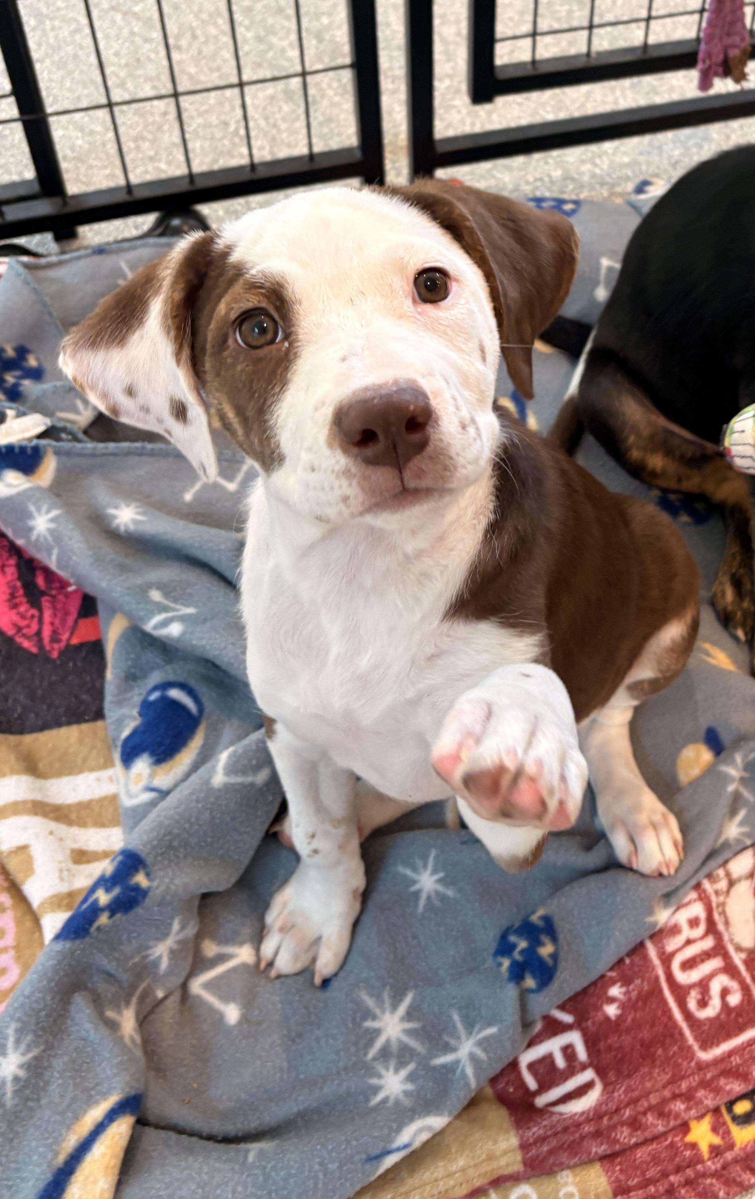 Onni, an adopted mixed breed in Minneapolis, MN image 2/6