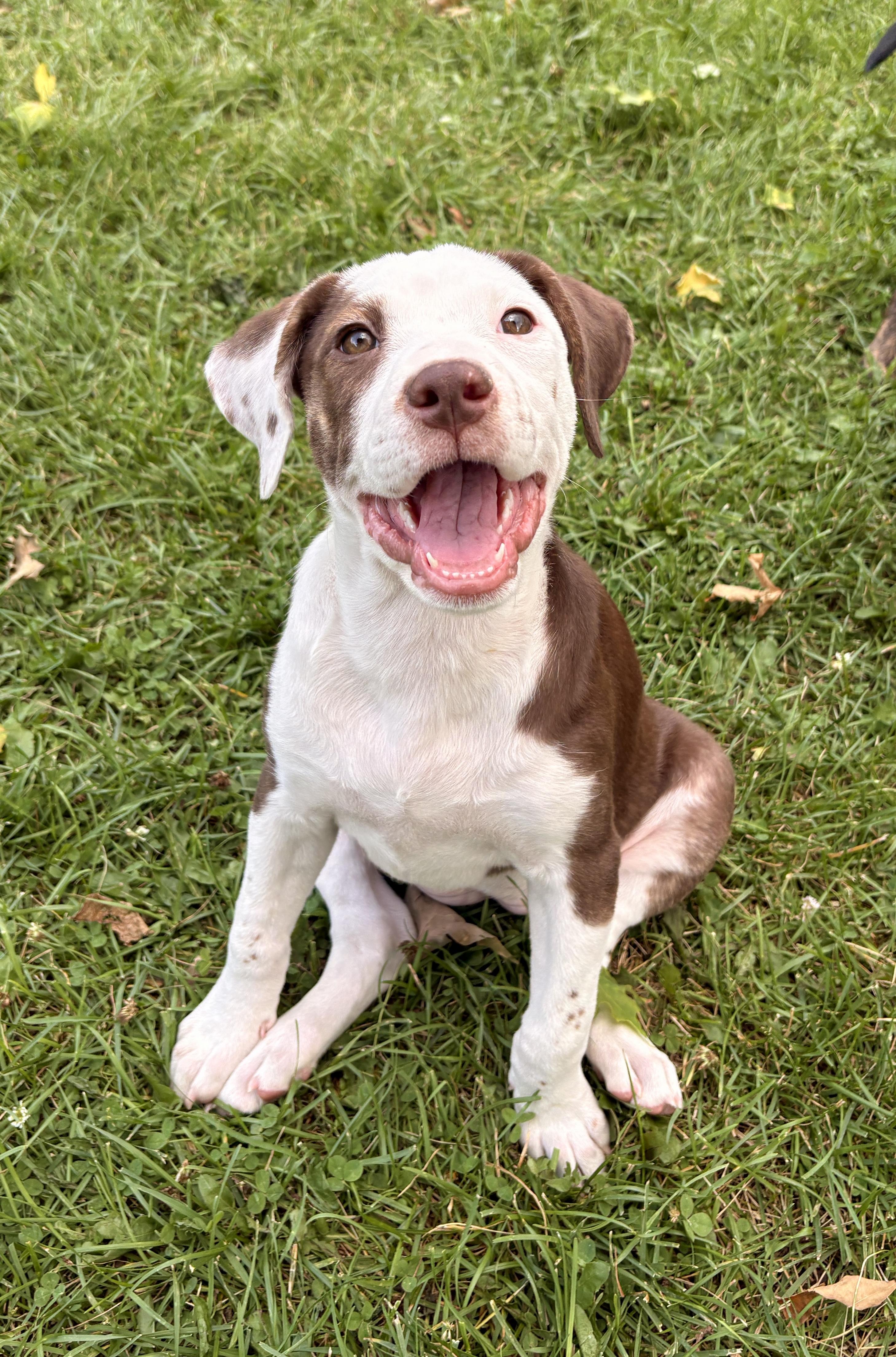 Onni, an adopted mixed breed in Minneapolis, MN image 1/6