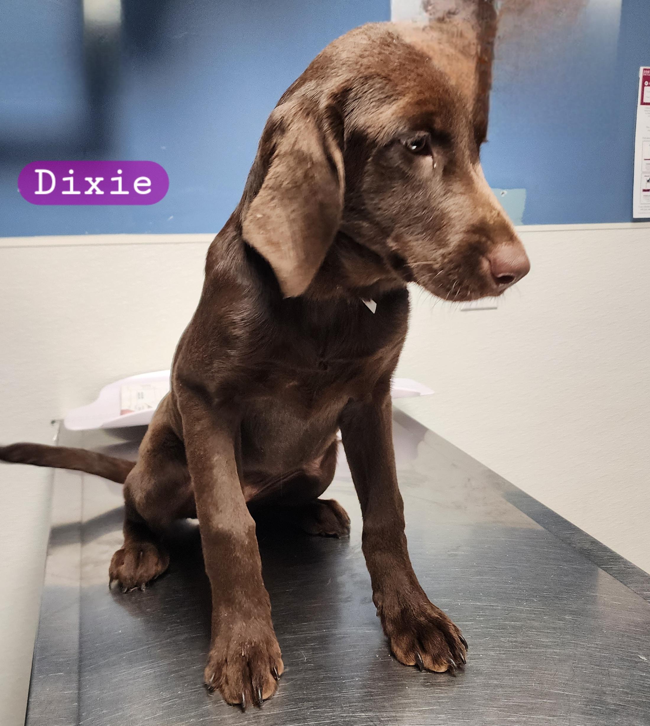 Dixie