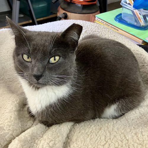 Sam, Adoptable, Young Female Domestic Short Hair.