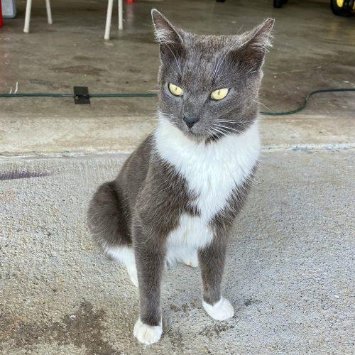 Sam, a Adoptable Domestic Short Hair in Knoxville, TN image 2/2