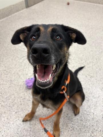 Enlarge BEAR, a Adoptable mixed breed in Brighton, CO image 1/1