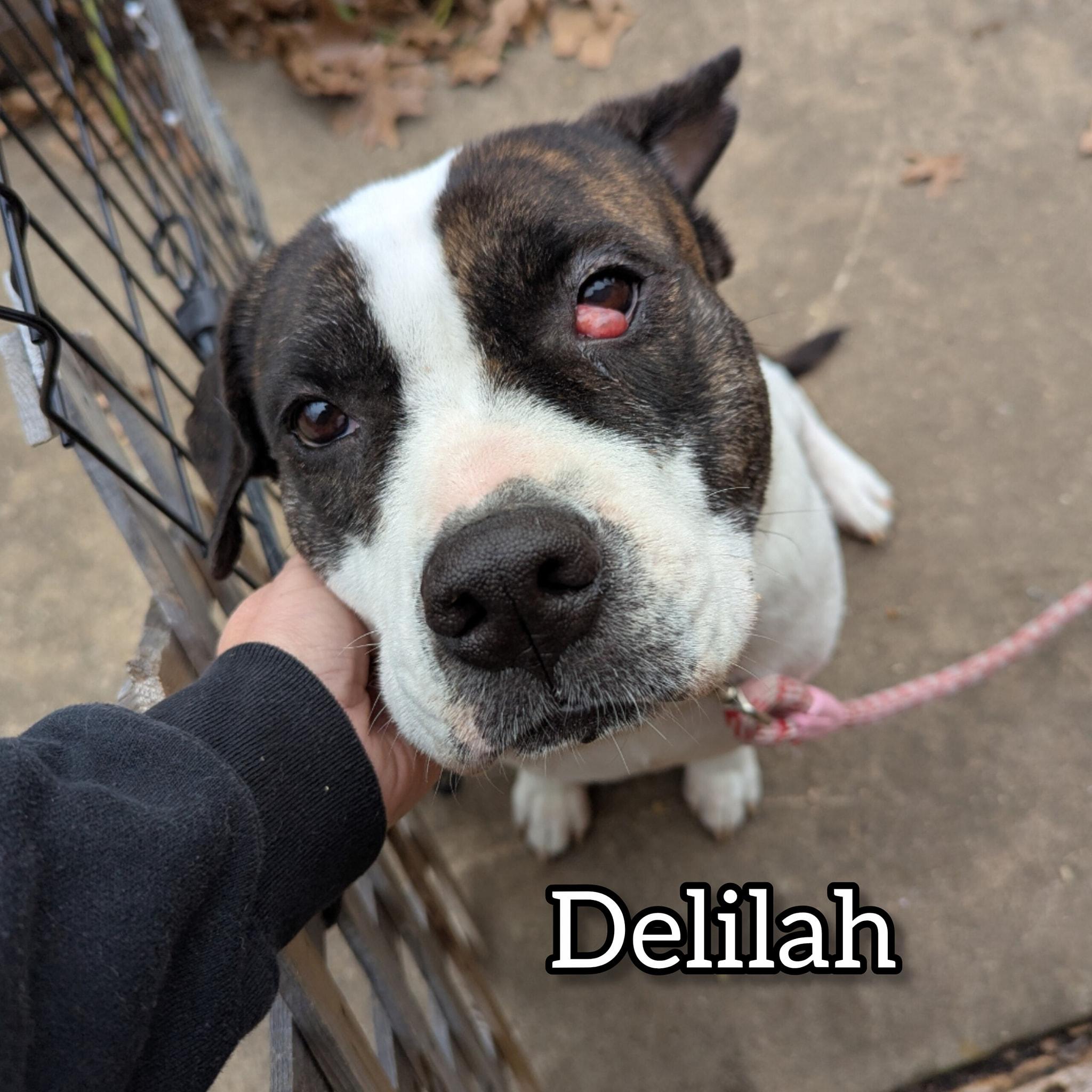 Delilah, ADOPTABLE, Adult Female Pit Bull Terrier.