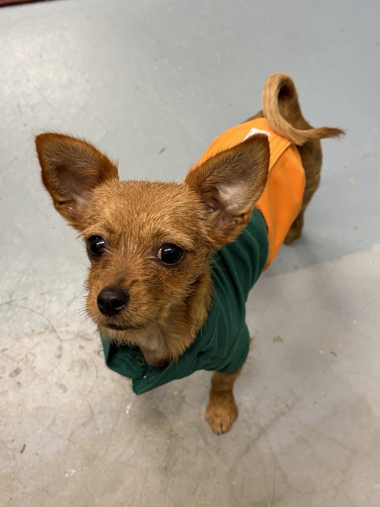 Layla, Adoptable, Young Female Chihuahua & Terrier.