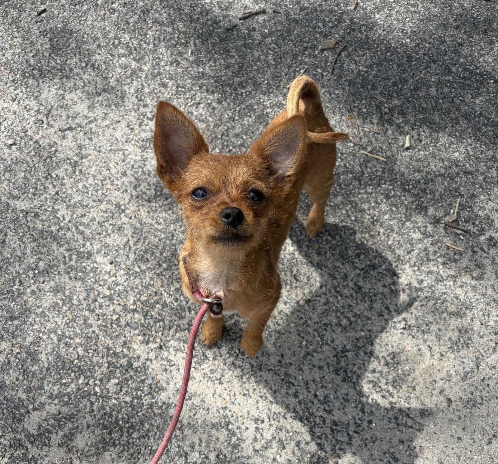 Enlarge Layla, a Adoptable mixed breed in Newport, NH image 2/3